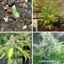 Cannabis seeds Auto Oh My Gusher® from Dutch Passion